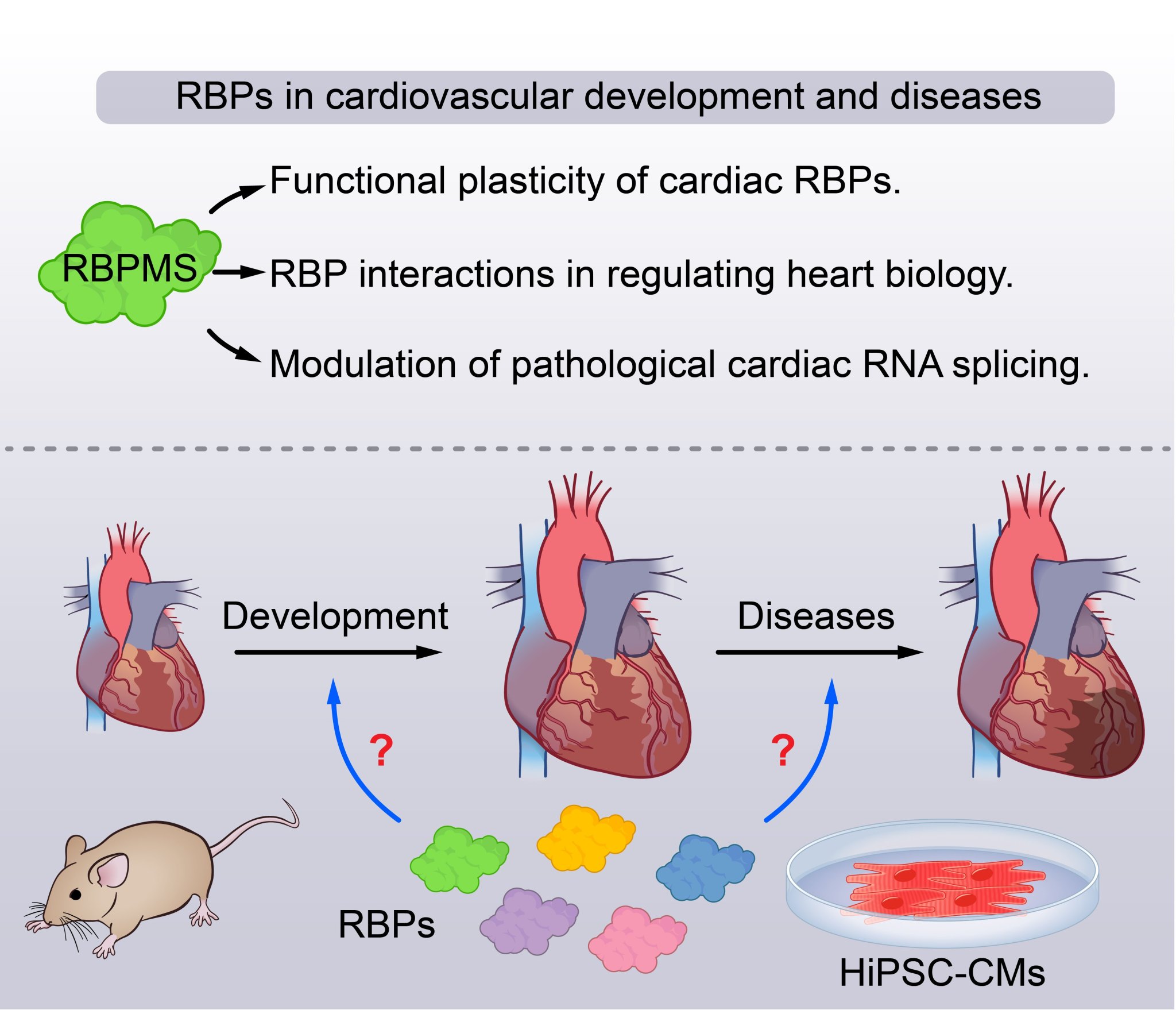 The Gan Lab – Cardiovascular Research lab of Dr. Peiheng Gan