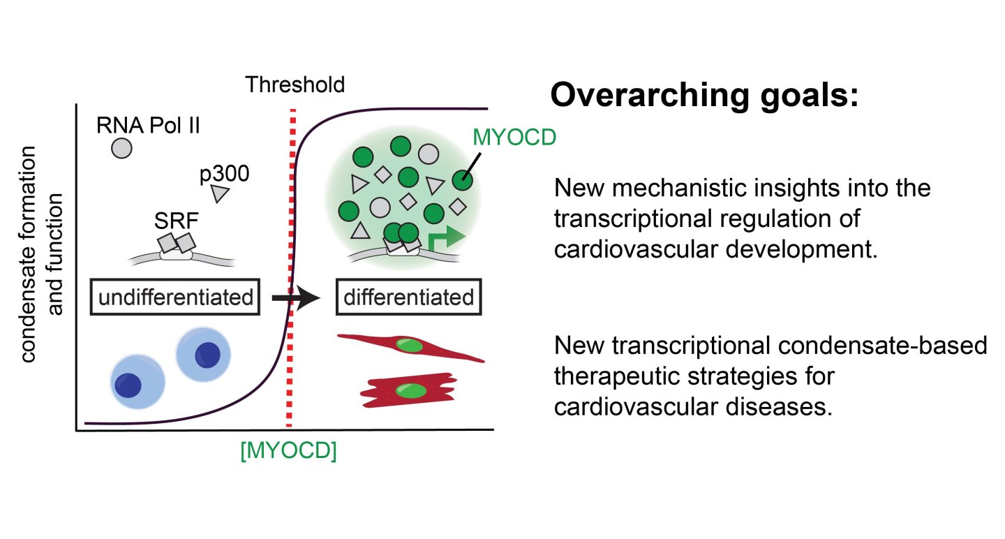 The Gan Lab – Cardiovascular Research lab of Dr. Peiheng Gan