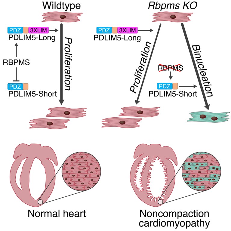 The Gan Lab – Cardiovascular Research lab of Dr. Peiheng Gan